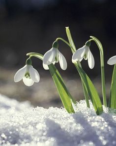 three snowdrops sprouting out of the snow