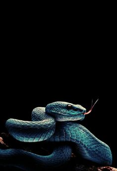 a blue snake with its mouth open and tongue out, on a branch in the dark