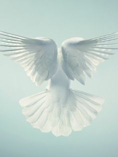 a white dove with its wings spread out in the air, with a bible verse above it