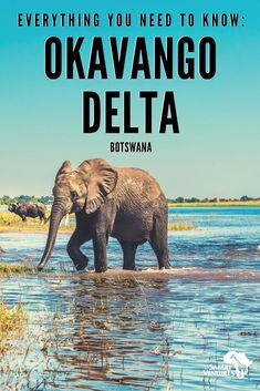 an elephant walking through water with the words, everything you need to know okavano delta