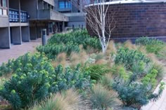 the grass is growing on the side of the building and it looks like they have been planted