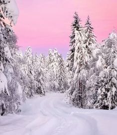 snow covered trees line the road in front of a pink sky