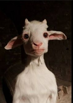 a small white goat standing in front of a brick wall and looking at the camera