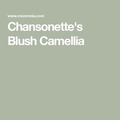 the words chassonette's blush camellia are in white letters on a green background