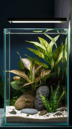 an aquarium with plants and rocks in it