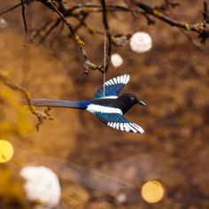 a blue and white bird sitting on top of a tree branch