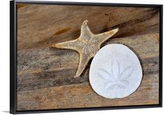 a starfish and a white sand dollar on a wooden surface framed canvas print wall art