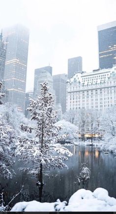 snow covered trees and buildings in the city