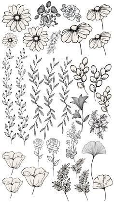 various flowers and leaves drawn in black ink