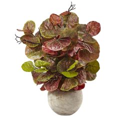 a potted plant with red and green leaves