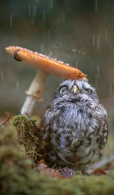 an owl is standing in the rain next to a small orange mushroom on top of it's head