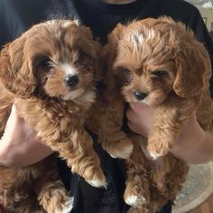 two small brown dogs are being held in their owners arms and they are looking at the camera