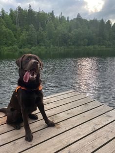 a brown dog sitting on top of a wooden dock next to a body of water