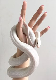 a woman's hand holding a white snake wrapped around it