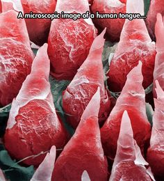 a bunch of red fruit sitting on top of each other with text that reads, this is the human tongue under a microscope