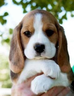 a puppy is being held in the palm of its owner's hand as they look at something