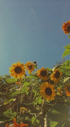 sunflowers are blooming in the field on a sunny day