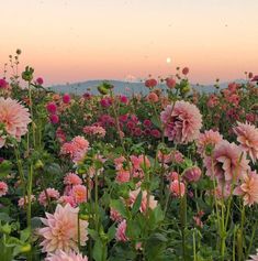 a field full of pink flowers with the sun setting in the sky behind them and mountains in the distance