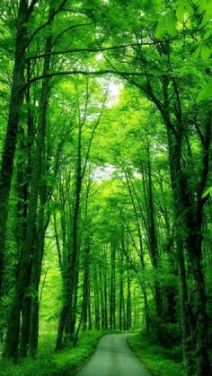 the road is surrounded by trees and green leaves on both sides, leading into the woods