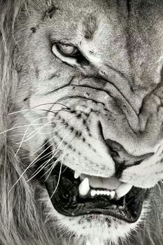 a black and white photo of a lion's face with it's mouth open