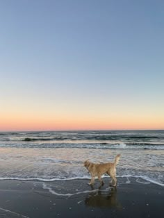 a dog standing on top of a sandy beach next to the ocean at sunset with waves coming in