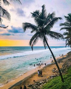 palm trees line the beach as people play in the water and swim on the sand