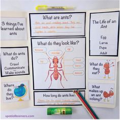 an insect worksheet with four different types of ants and what do they look like?