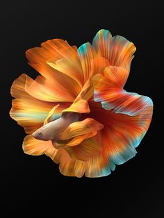 an orange and blue fish on a black background