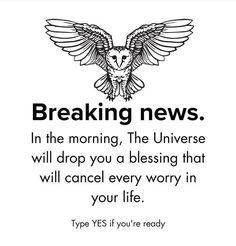 an owl saying breaking news in the morning, the universe will drop you a blessing that will