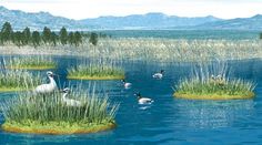 an artist's rendering of birds in the water with grass and reeds on land