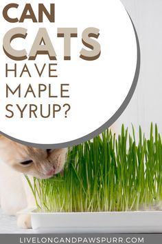 a cat sniffing some grass with the caption can cats have maple syrup? on it