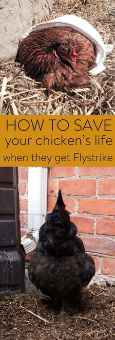 a chicken laying on the ground in front of a brick wall with text overlay how to save your chickens life when they get flystripe