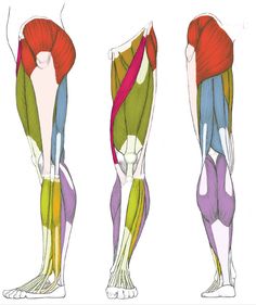 three different views of the lower leg muscles