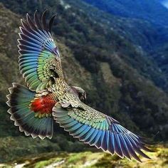 a colorful bird flying over a lush green hillside