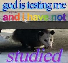 an opossmus under a bench with the words god is testing me and i have not studies