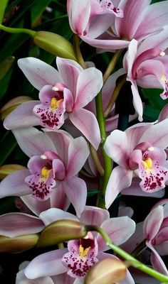 pink and white flowers with green leaves in the background