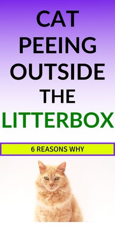 the cat peeing outside the litter box and reason why it's important to cats