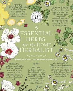 the front cover of 5 essential herbs for the home herbist, with an illustration of flowers