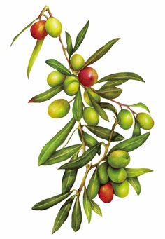 an image of olives and leaves on a branch