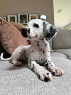 a black and white dog laying on top of a couch