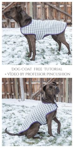 two pictures of a dog wearing a coat in the snow, one is brown and white