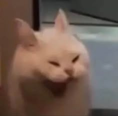 a white cat with it's mouth open looking at the camera