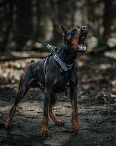 aesthetic angry doberman Doberman Pinscher Aesthetic, Dobermann Aesthetic, Zara Photoshoot, Doberman Photography, Dog Fitness, European Doberman, Black Doberman, Fit Dogs, Gentle Soul