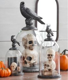 three skulls under glass domes with birds on top and pumpkins in the back ground