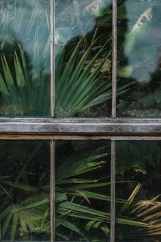 the reflection of palm trees in an old window