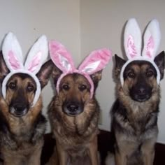 three dogs wearing bunny ears sitting next to each other