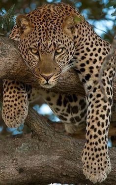 a leopard is sitting in a tree looking down at the ground and it's paw