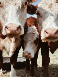 three brown and white cows standing next to each other