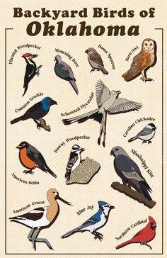 a poster with different kinds of birds on it's back side and the words backyard birds