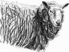 a black and white drawing of a sheep